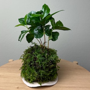 Kokedama Bonsaï Plante « Coffea Arabica » Style Wabi Sabi