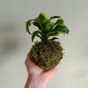 DIY Kit Kokedama &quot;Dracaena fragrans&quot; Bonsai Pflanze