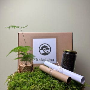 DIY Kit Kokedama "Asparagus Farn" Bonsai Pflanze