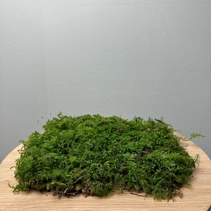 Peut inclure: Un épais tapis de mousse vert vif, à la texture dense, repose sur une surface en bois clair. La mousse semble luxuriante et saine, avec une esthétique naturelle et organique. L'arrière-plan est un mur gris clair uni.