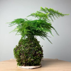 Kokedama Bonsai Plant &quot;Asparagus Fern&quot; Wabi Sabi Style