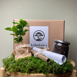 DIY Kit Kokedama &quot;Coffea Arabica&quot; Bonsai Pflanze