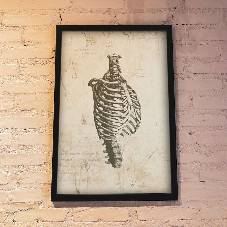 Vintage Anatomy, Skeleton Ribcage Profile Art Print, Wall Art, A4 & A3 ...