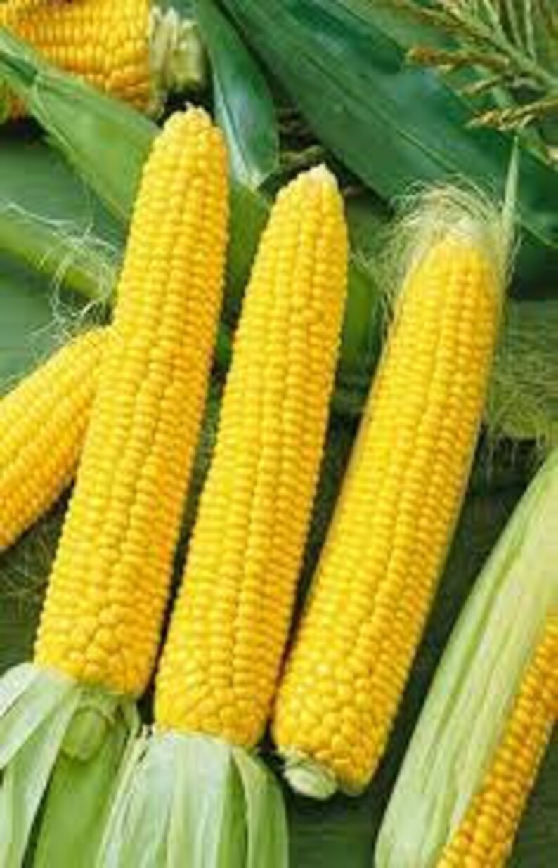 Kandy Korn Corn Hybrid F1 Seeds Etsy