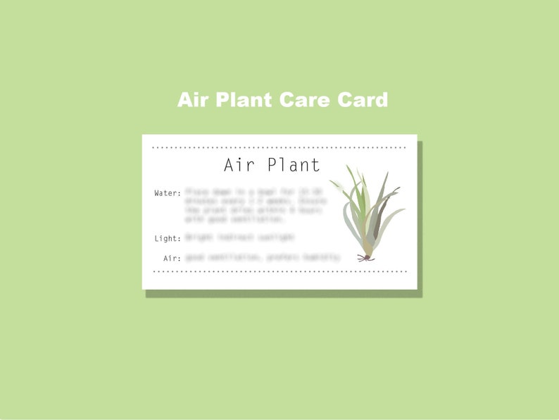 Air Plant Care Card, Digital Download Infographic, Printable - Etsy