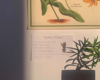 swiss cheese plant moss pole Monstera Deliciosa on Mosspole Swiss Cheese Plant House Plant – Plants For  All Seasons