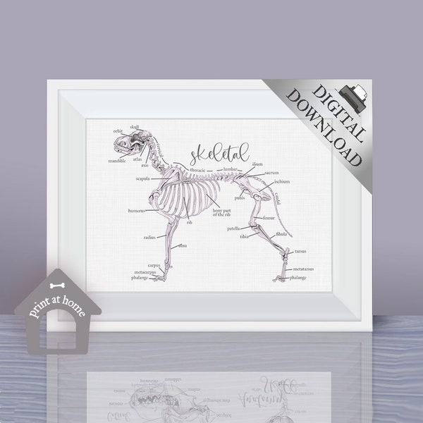 Canine Anatomy Print - Skeletal System of a dog - Physiology and Biology Diagram - Vet Gift - Other Designs Available