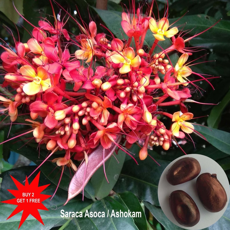 Ashoka Tree / Saraca Asoca / Sita Ashok / Sorrow-less Tree / Rare Tree / 3 Seeds /Contact whatsapp 919241228945 for purchase image 1