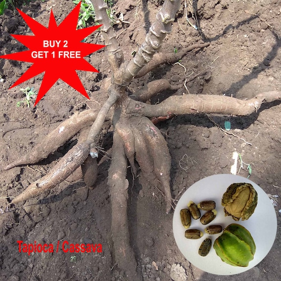 Tapioca/ Cassava/ Yuca/ Garri/ Maracheeni/ Kappa/ Cassava / 10 Seeds - Etsy  Denmark