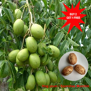 Hog Plum / Spanish Plum / Golden Apple / Spondias Mombin / Jobito / 4 seeds /Contact whatsapp 919241228945 for purchase image 2