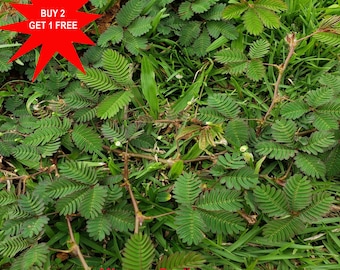 Touch me not plant, Thottavadi / Lajjalu / Shame Plant / Mimosa pudica / 5 Seeds / Contact whatsapp +919241228945 for purchase