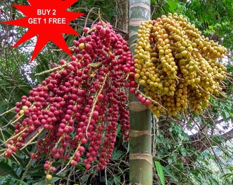 Dypsis lutescens / Golden Cane Palm / Areca Palm / Butterfly Palm/ 10 Seeds/ Contact whatsapp +919241228945 for purchase