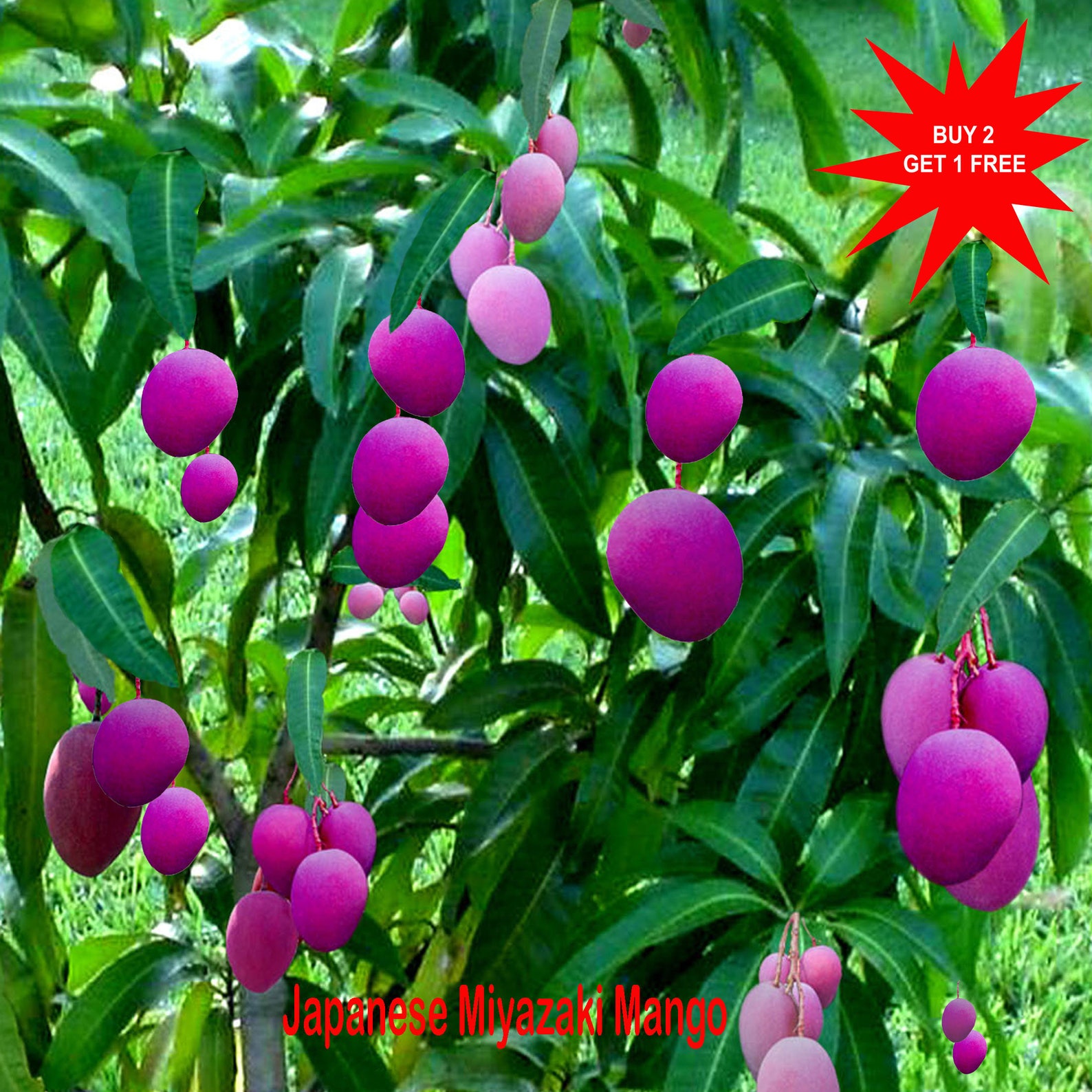 Buy Miyazaki Mango / Japanese Miyazaki Mango/ Taiyo No Tamago / Egg of