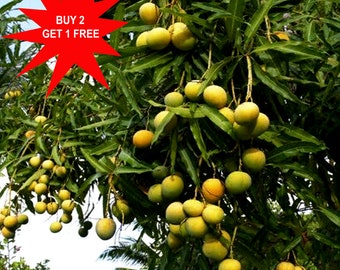 Anwar Ratol Mango / Mango más pequeño / Nadan Mango / 2 Semillas