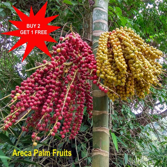 Areca Palm Seeds: Chrysalidocarpus Lutescens, Tropical Air Purifier (10  Seeds)