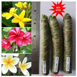 Plumeria / Fragipani / Araliya / Chembakam / Pagoda / 3 kleuren, 3 stekken