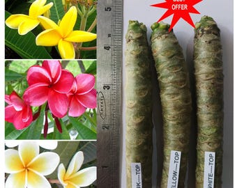 Plumeria / Fragipanier / Araliya / Chembakam / Pagode / 3 couleurs, 3 boutures