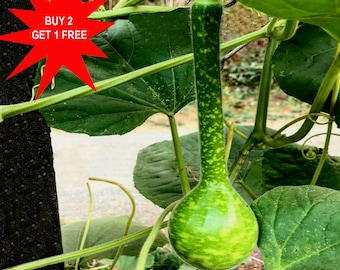 Bottle gourd / Lagenaria siceraria  / Calabash /  Long melon /  Birdhouse gourd / 5 Seeds /Contact whatsapp +919241228945 for purchase