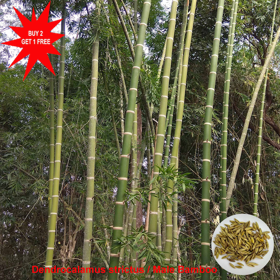 Dendrocalamus Structus / Mnnlicher Bambus / Bambus Massiv / Kalkutta Bambus  / 50 samen - Etsy Schweiz