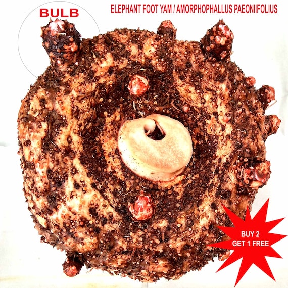 Elephant foot Yam / Amorphophallus paeoniifolius / Elephant foot aroid/ 2 Bulbs