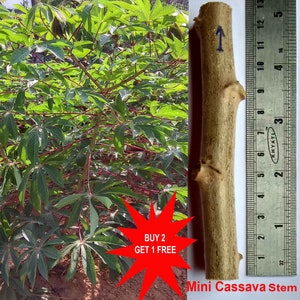Tapioca/ Cassava/ Yuca/ Garri/ Maracheeni/ Kappa/ Mini Cassava from Kerala / 2 Stems / Contact whatsapp +919241228945 for purchase