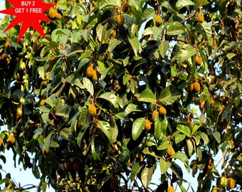 Wild Jackfruit Seeds: Artocarpus Hirsutus - Ayani Anjili (3 Seeds