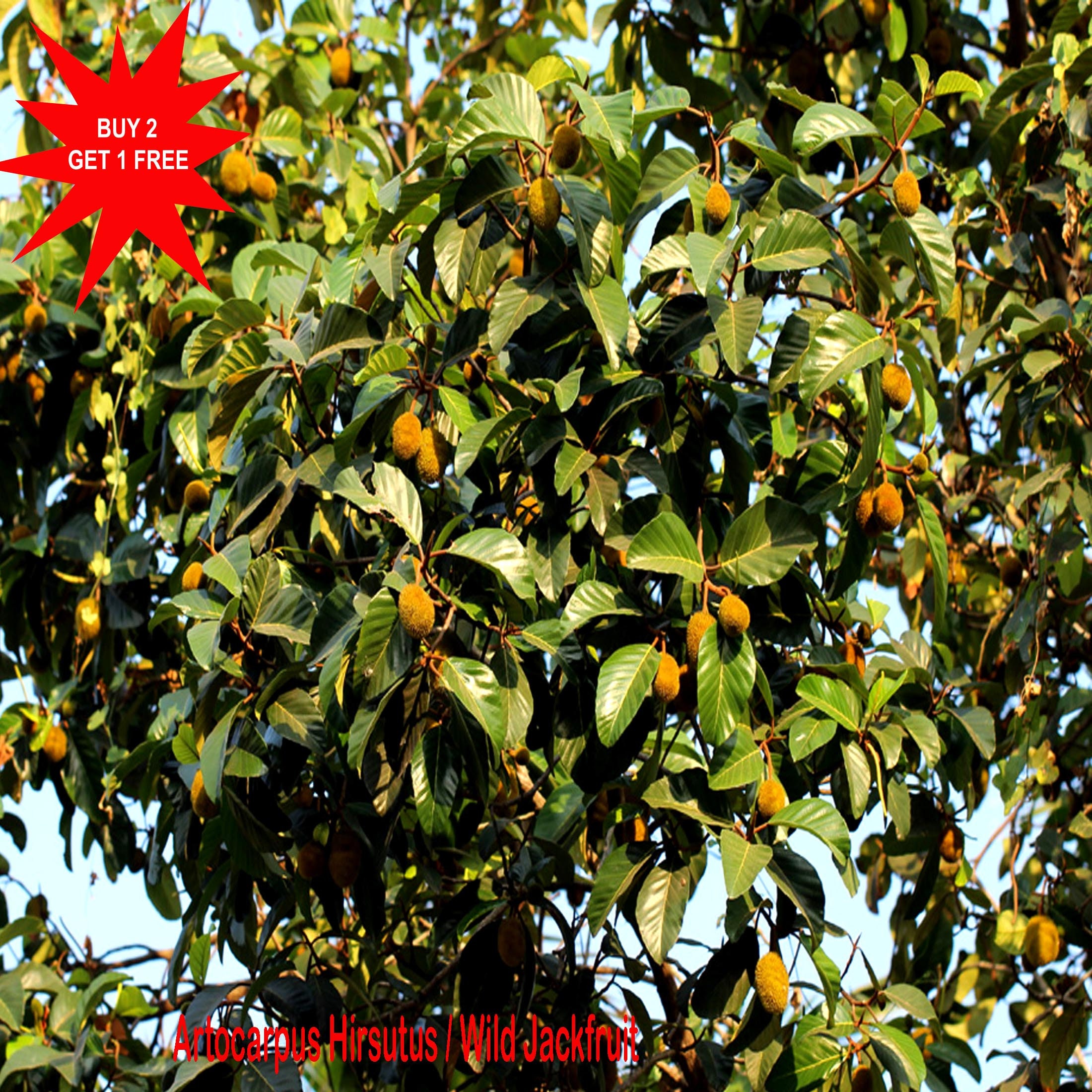 果樹 aiai Wild Jackfruit Seeds: Artocarpus Hirsutus - Ayani Anjili (3 Seeds