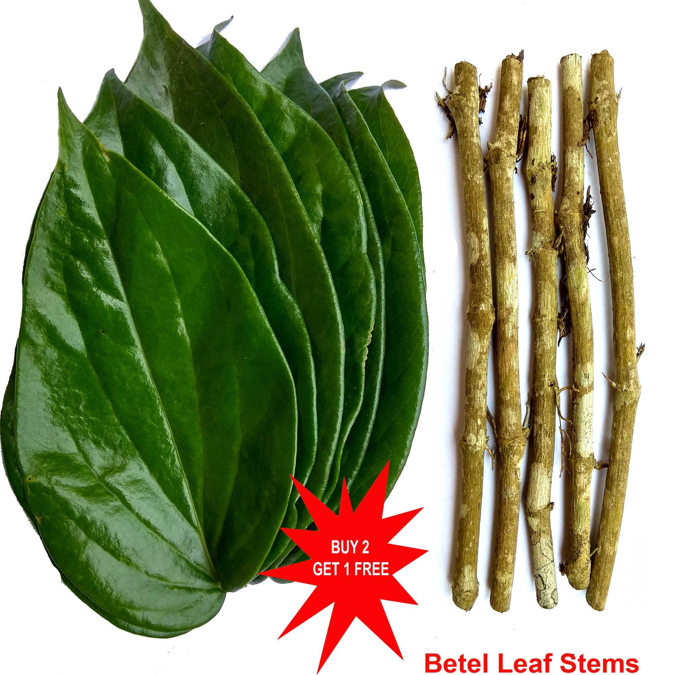 Betel leaves Plant / Betel Leaf Plant / Pan Plant / Piper betle / 3 Live  Stems