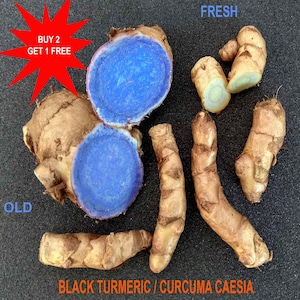 CURCUMA CAESIA / Black Turmeric wild /  2 Rhizomes + FREE Phytosanitary Certificate/ Contact whatsapp +919241228945 for purchase