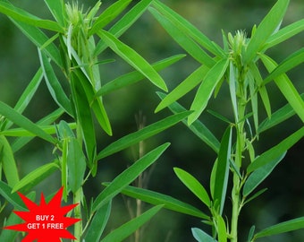 Dancing plant / Telegraph plant / Codariocalyx motorius / 5 Seeds