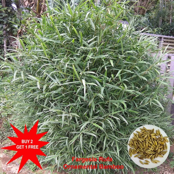 Fargesia Rufa / Ornamental plant / Dragon Head / 50 seeds