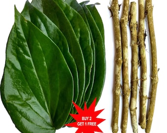 Betel leaves Plant / Betel Leaf Plant / Pan Plant / Piper betle / 3 Live Stems