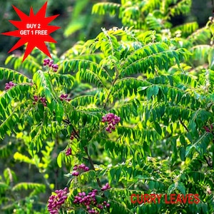 Curryblattsamen - Sweet Neem - 10 Samen