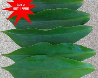 Insulin plant leaves / Diabetic herb / Sugar plant / fiery costus / spiral flag / 25 leaves/ Contact whatsapp +919241228945 for purchase