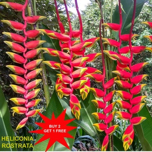 Heliconia Rostrata / Banana Ginger / Hanging Lobster /Bird of paradise/1 Rhizome/ Contact whatsapp +919241228945 for purchase