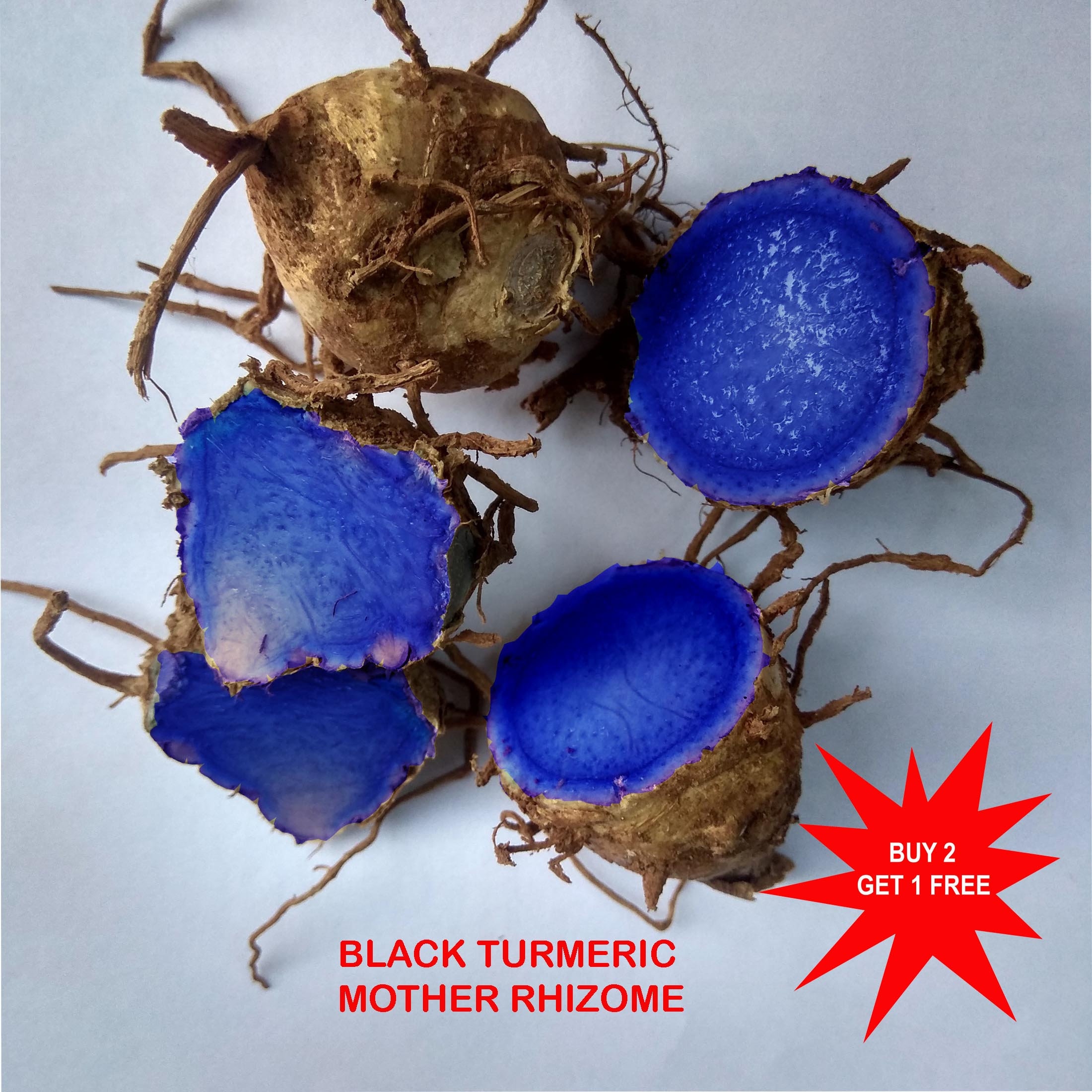 Black Turmeric / Curcuma Caesia / Kali Haldi / Kari Manjal / 1 Etsy