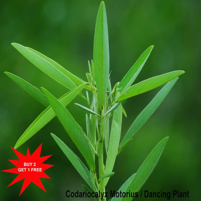 akshaya2010 Dancing Plant Seeds - Thumbnail 2