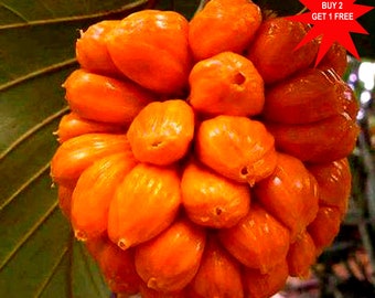 Wild Jackfruit Seeds: Artocarpus Hirsutus - Ayani Anjili (3 Seeds