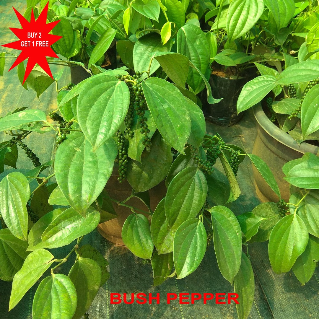 Buy Black Pepper Seeds / Bush Pepper Plant / Piper Nigrum / Pipli