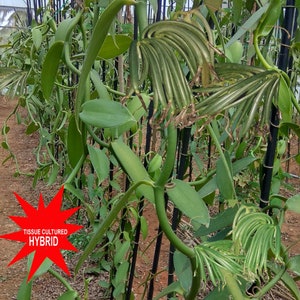 Pode incluir: Um close-up de uma planta de baunilha verde crescendo em uma estufa. A planta é sustentada por postes pretos e tem muitas folhas e caules verdes. A planta é etiquetada como "Tissue Cultured Hybrid".