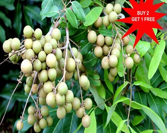 Longan / Dimocarpus longan / Euphorbia litchi / Nephelium longana / 3 Seeds /Contact whatsapp +919241228945 for purchase