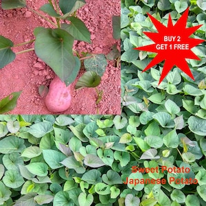 Peut inclure: Gros plan sur une plante de patate douce avec des feuilles vertes et une patate douce rose. L'image comprend également une étoile rouge avec le texte "ACHETEZ 2, OBTENEZ 1 GRATUIT".