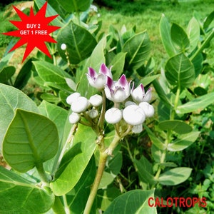 Op de afbeelding: Close-up van een Calotropis-plant met witte bloemen en groene bladeren. De plant heeft een stervormige rode sticker met de tekst "KOOP 2, KRIJG 1 GRATIS".