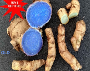 CURCUMA CAESIA / Curcuma nera selvatica / 2 Rizomi + Certificato Fitosanitario GRATUITO