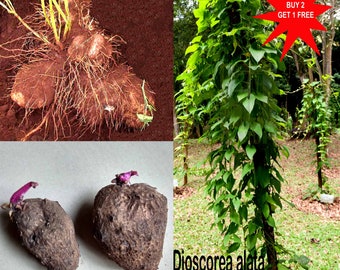 Dioscorea alata / Inhame Alado / Inhame Roxo / Kachil / Kavath / 1 Tubérculo