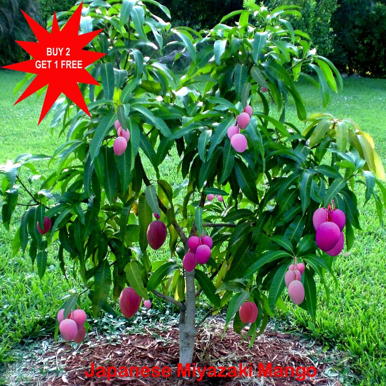 Buy Miyazaki Mango / Japanese Miyazaki Mango/ Taiyo No Tamago / Egg of the Sun / 1 Seed/ Contact