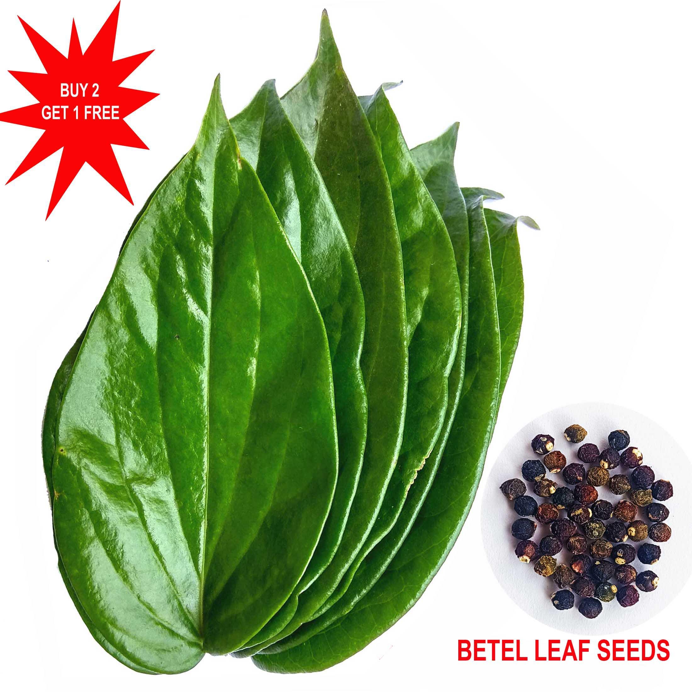 Betel leaves Plant Seeds / Pan Leaves / Live seeds for Growing / 5 Seeds