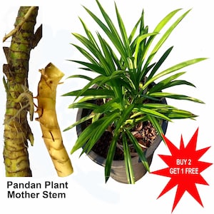 Pandan Plant / Pandanus Amaryllifolius / Pulao Plant / 1 mother stem 7 cm long /Contact whatsapp 919241228945 for purchase image 1