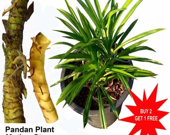 Plante pandanus / Pandanus Amaryllifolius / Plante Pulao / 1 tige mère (7 cm de long) / Contactez whatsapp au +919241228945 pour acheter