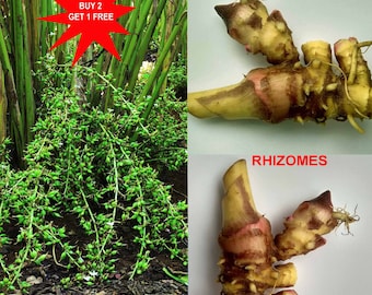 Cardamom Plant / Elachi / Elettaria cardamomum / Flowers in 1 year / 1 Rhizome/ Contact whatsapp +919241228945 for purchase